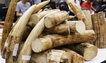 Bắt cán bộ hải quan bán 150 kg ngà voi trong kho tang vật