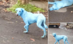 Những con chó màu xanh bí ẩn tại Ấn Độ