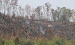 Liên tục để mất đất rừng, 2 lãnh đạo ban quản lí rừng bị kỷ luật