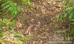 Xác nữ sinh 13 tuổi bị chôn trong lùm cây