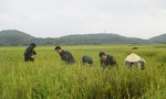 Tăng cường 200 bộ đội giúp dân gặt lúa chạy bão lũ