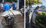 Thực hư cá mập xuất hiện tại vịnh Hạ Long