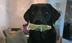 Hài hước chuyện chó ‘mê’ tiền