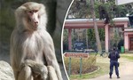 Sở thú tại Pháp sơ tán du khách vì 50 con khỉ sổng chuồng