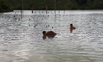Truy tìm chủ gỗ cất giấu dưới lòng hồ thủy điện ở Gia Lai