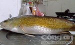 Ngư dân câu được cá dài 60cm, nghi sủ vàng quý hiếm