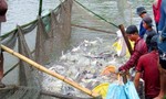 Kỳ 3: Gỡ nút thắt cho cá tra Việt Nam