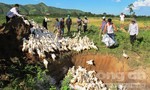 Tiêu hủy 2.500 con vịt bị cúm A/H5N6 ở Đắk Lắk