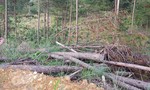 Khởi tố điều tra 2 doanh nghiệp phá rừng bằng thuốc độc