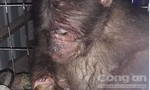 Giải cứu khỉ con bị hoại tử tay do dính bẫy, được đem đi bán