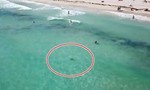 Cá mập bơi sát những người đang tắm biển ở Mỹ