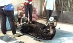 Giải cứu một con gấu lớn bị nuôi nhốt