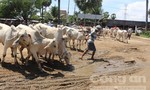 Độc đáo chợ bò vùng biên