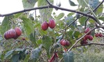 Cà chua thân gỗ: Cây lạ, mối lo quen