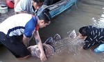 Cá hô vàng nặng 125 kg mắc lưới ngư dân ở Vĩnh Long
