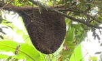 Tổ ong rừng “khủng” gần 1m² trong vườn dừa dứa