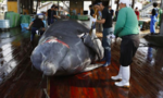 Bất chấp phản đối, Nhật rút khỏi Uỷ ban cá voi quốc tế