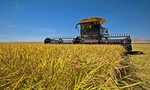Trung Quốc “mua gạo đổi lấy quan hệ” với Mỹ