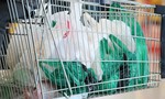 Hàn Quốc chính thức cấm sử dụng túi nhựa trong các siêu thị lớn
