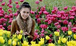 10 loại hoa  Đà Lạt nở vào dịp mùa xuân