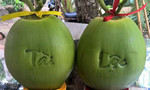 Giảng viên ĐH Cửu Long trồng dừa "độc" bán Tết