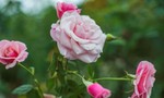 Say đắm hương sắc vạn đóa hồng tại vườn yêu của Vinpearl Nha Trang