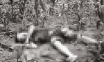 Thanh niên bị truy sát, tử vong trong ruộng ngô