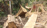 Lâm tặc tàn phá rừng phòng hộ Sông Kôn