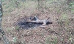 Đà Lạt: Phát hiện một xác nữ cháy đen trong rừng thông