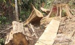 Năm đối tượng khai nhận phá rừng phòng hộ Sông Kôn