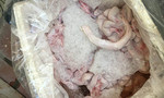 Gần 500kg nội tạng động vật thối tuồn vào Sài Gòn tiêu thụ