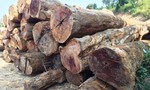 Công ty lâm nghiệp kéo 85m3 gỗ không có hồ sơ ra khỏi rừng