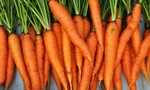 Thu giữ hơn 6 tấn cà rốt ngâm hóa chất ở Sài Gòn