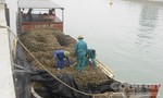 Bắt 5 tấn hào tuồn từ Trung Quốc về Việt Nam bằng đường biển