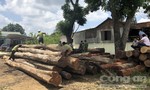 Bộ Công an phá vụ lậu gỗ lớn ở Đắk Nông