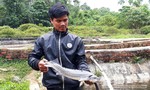 Cá tầm giá rẻ Trung Quốc “bóp chết” cá tầm Măng Đen