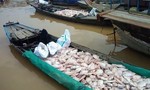Cá bè sông La Ngà chết hàng loạt, người nuôi điêu đứng