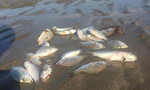 Cá chết ở bờ biển Quỳnh Lưu, người dân nhặt đem đi bán