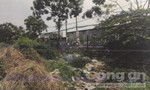 Tìm nhân chứng vụ thi thể trẻ sơ sinh bị heo rừng tha ở Sài Gòn