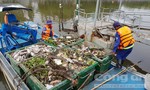 Cá trên kênh Nhiêu Lộc – Thị Nghè lại chết hàng loạt
