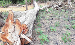 Cánh rừng ở Kon Tum bị phá trắng
