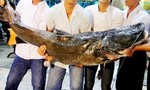 Bắt được cá lăng dài hơn 2,2m, nặng 110kg