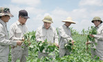 Việt Nam trồng đậu nành xuất khẩu sang châu Âu, Mỹ