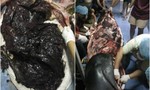 Cá voi chết ở Thái Lan vì 8kg túi ni lông trong bụng