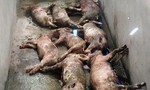 ​Đàn lợn ở trang trại bị đâm chết hàng loạt trong đêm