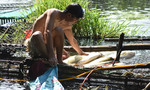 Thừa Thiên Huế: Cá chết trắng trên sông Bồ, do thủy điện?