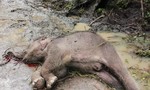 Phát hiện voi rừng chết trong Vườn Quốc gia Yók Đôn