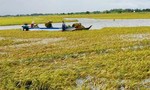 ĐBSCL: Lũ sớm, hàng trăm héc-ta lúa chìm trong nước