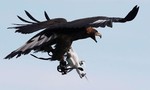 Đại bàng chống drones