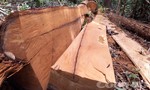 Thu giữ hơn 26m3 gỗ trong vụ phá rừng Đăk Ruồng
